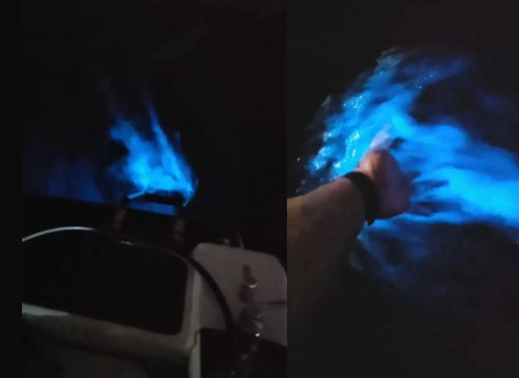 Mar neon? Conheça o fenômeno da bioluminescência. Ilhabela